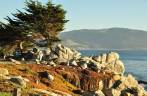 Os elegantes ciprestes ao longo da 17 Mile Drive, em Monterey, no litoral da Califórnia, nos Estados Unidos